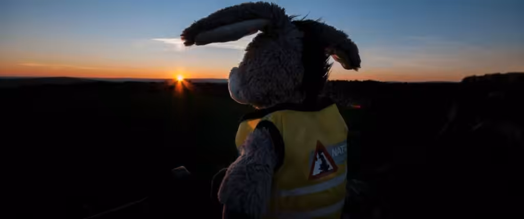 Kevin Roads Article Resized Donkey